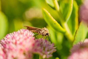 Moth perched on a vibrant pink flower, surrounded by lush green