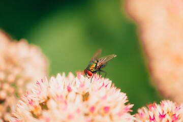 Acro shot of a fly perched on a flowering plant, with multiple vibrant blooms in full bloom