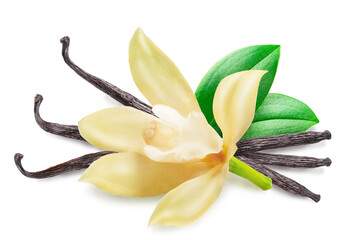Orchid vanilla flower and beans or vanilla sticks on white background. File contains clipping path.