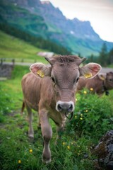 Naklejka premium Brown cow stands in a grassy field against a backdrop of majestic mountains and vibrant wildflower