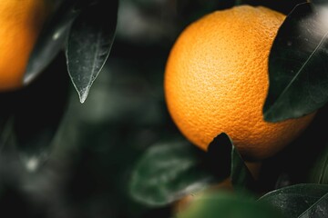 Vibrant image of fresh oranges hanging from the branches of a tree