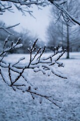 Wintery scene featuring a bare tree branch blanketed in snow