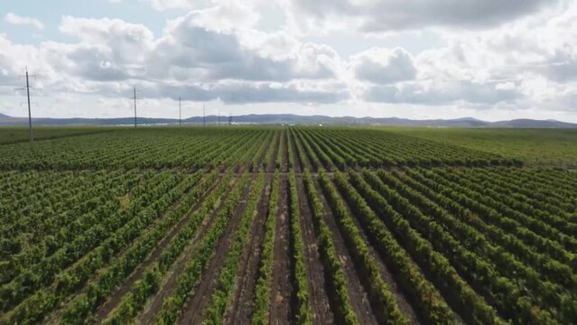 Drone flight over grape terroirs planted 