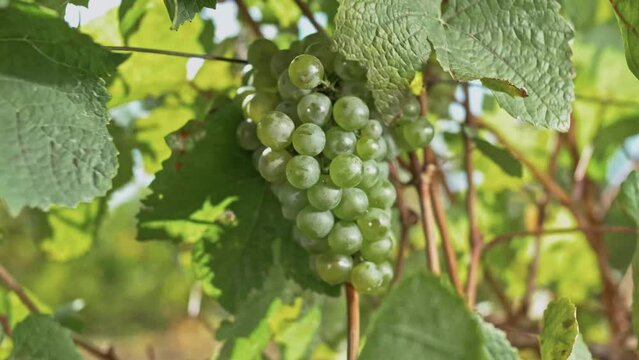 Bunch of white wine grapes on a vine with leaves 