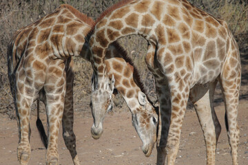 Giraffes fighting with their long necks
