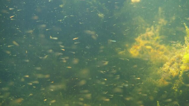 Small fry swimming underwater in lake