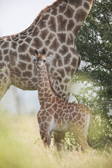 Baby giraffe standing next to its tall mother