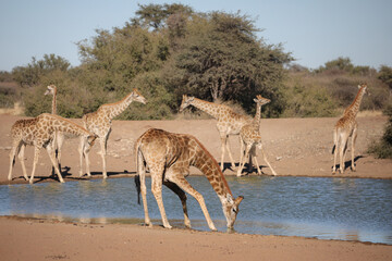 Herd of giraffe at a dam to drink water