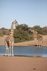 Herd of giraffe at a dam to drink water