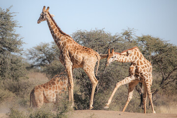 Naklejka na ściany i meble Giraffes fighting with their long necks