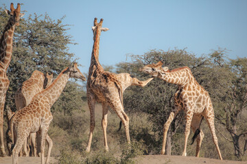 Naklejka na ściany i meble Giraffes fighting with their long necks