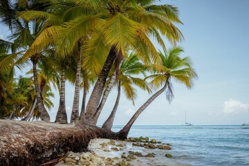 Idyllic scene of tall palm trees standing beside a tranquil turquoise ocean, Saona island