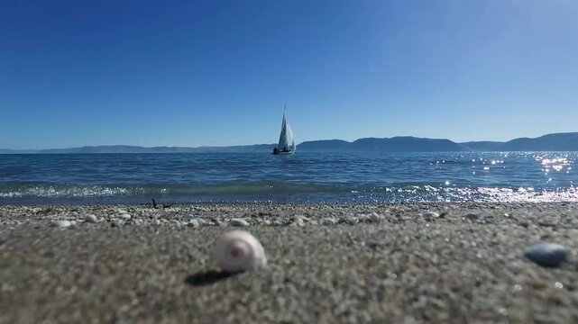 White snail on the sandy beach by the shiny sea with a sailing boat with blue sky on the horizon