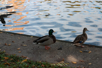 ducks in the water