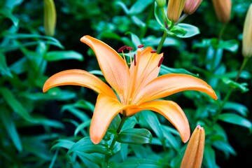 Closeup of an orange lily in a lush green with a blurry background