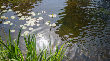 Picturesque view of water lilies growing among green leaves on calm pond. Garden pond with water lilies and lotuses. Atmosphere of relaxation, tranquility and happiness.
