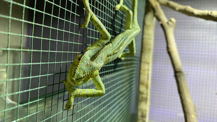 Green chameleon lizard inside the cage. Green chameleon.