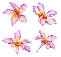 Watercolor illustration of pink plumeria set. Exotic frangipani flower. Botanical element. Hawaiian floral. Perfect for cards, printing, packaging, invitations.