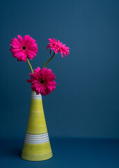 Three dark pink flowers, daisies in a light vase on a blue background.With copy space.