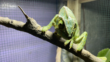 A beautiful chameleon lizard sitting on branch. Green chameleon.