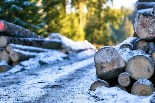 Stack of logs in a wintery setting, with snow coating the ground