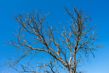 Fototapeta na wymiar Low angle shot of a tall tree with bare branches under a blue sky