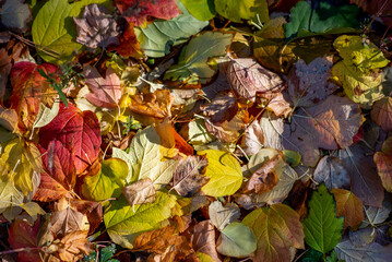 Autumn landscape. Autumn leaves. Yellow, red and green bright leaves with sunlight, fall themes.