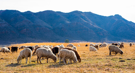 Fototapeta premium Rural countryside autumn landscape. A group of sheep grazing in the field at the farm. Mountain range on the background. Herd of sheep in the mountains. Beautiful view of the mountain landscape.