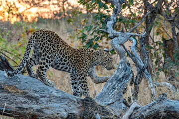 Großaufnahme eines jungen Leoparden (Panthera pardus), steht auf einem Ast