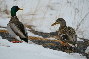 Close up of two mallard ducks standing on snow