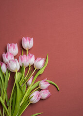 Delicate bouquet of pink tulips isolated on a burgundy background. Top view, flat lay