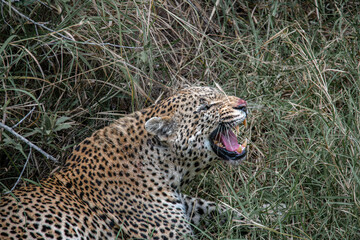 Leoparden (Panthera pardus) sitzt im hohen Gras und faucht, Maul ist offen, Man sieht die Zähne und die blutige Nase - obrazy, fototapety, plakaty