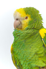 Perroquet amazone à épaulettes jaunes à l'oeil malicieux