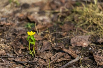Closeup of vibrant yellow winter aconites in the lush green backdrop of a forest area