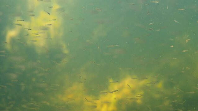 Small fry swimming underwater in lake