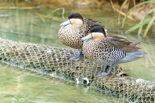 Deux oiseaux sarcelles bariol&eacute;es au bord d'une rivi&egrave;re