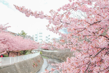sakura