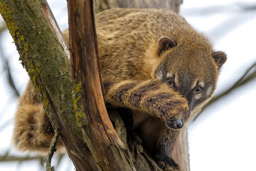 Jeune ourson lémurien coati roux se cache derrière sa queue