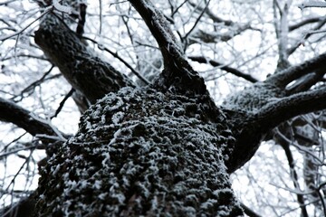 Close-up view of a tree, featuring the trunk and multiple branches covered in frost