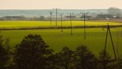 power poles in a field with yellow flowers and trees along side of it