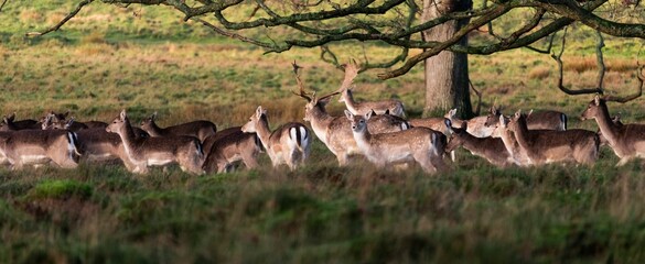 Herd of European fallow deer grazing in a lush grassy field.