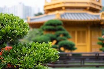 Closeup shot of the lush plant in the garden with Chi Lin Nunnery Buddhist temple in the background