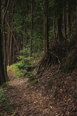 Obraz premium Vertical shot of a beautiful lush green forest area