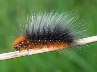 Closeup shot of a black and orange hairy caterpillar of the garden tiger moth.