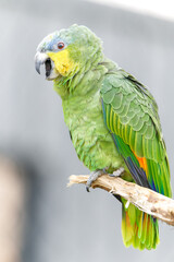Perroquet amazone aourou de profil assis sur une branche