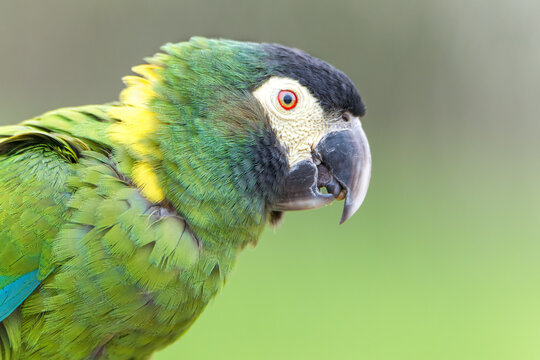 Gros plan de profil sur la tête d'un perroquet ara à collier jaune