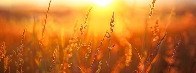 A field of tall grass with the sun shining on it - obrazy, fototapety, plakaty