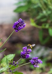 Closeup shot of a bee in the process of pollinating a purple lavender flower