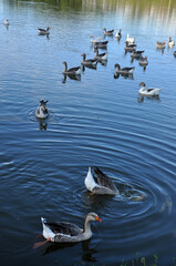 gansos no lago 