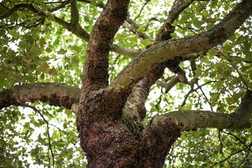 Fototapeta premium the trunk of a tree that has many branches all around